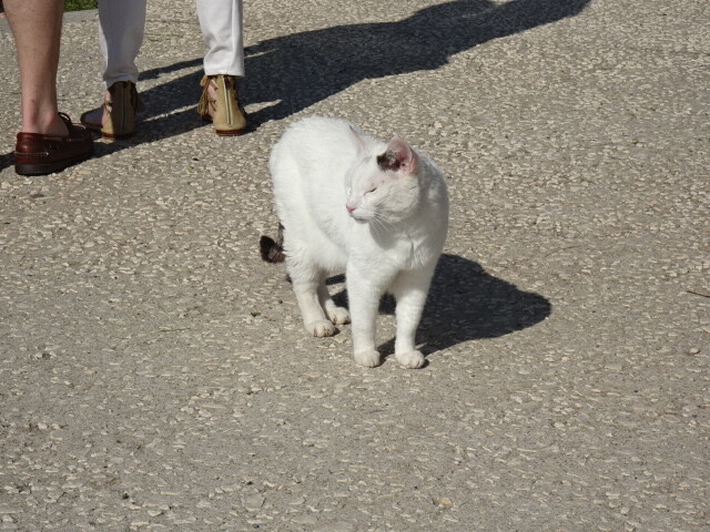 展望台の猫 (3)