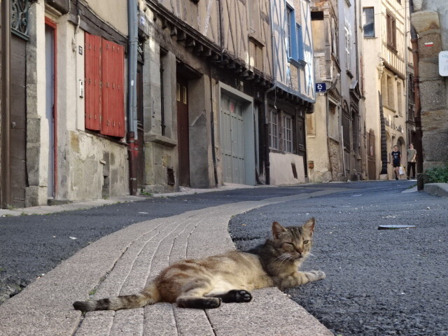 死んだように眠る猫 (1)