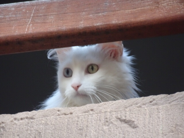 アルビの猫 (3)