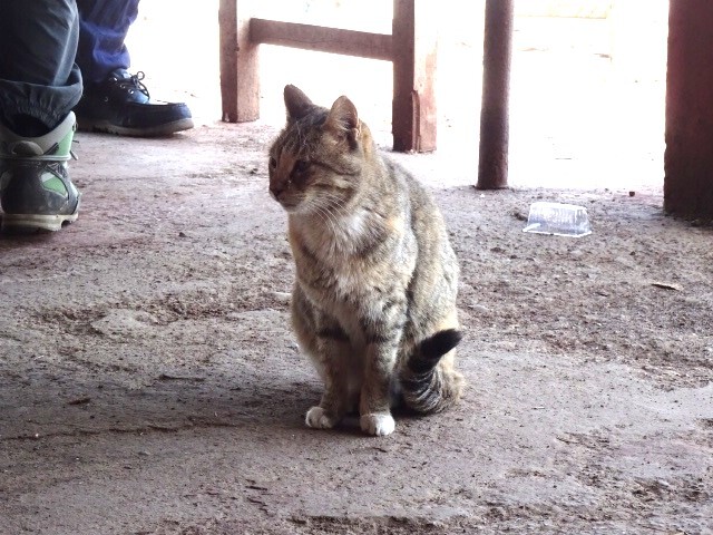 ゼロポイント食堂の猫たち (2)