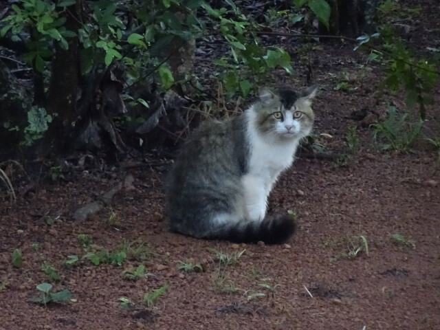 グロリアの猫
