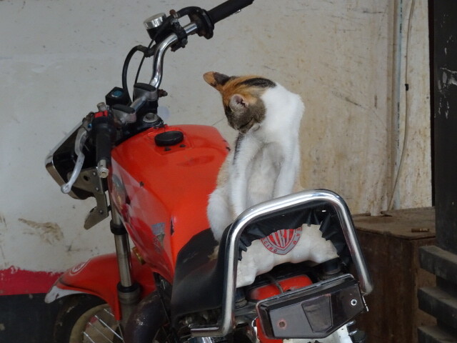 ケテケスの猫 (2)