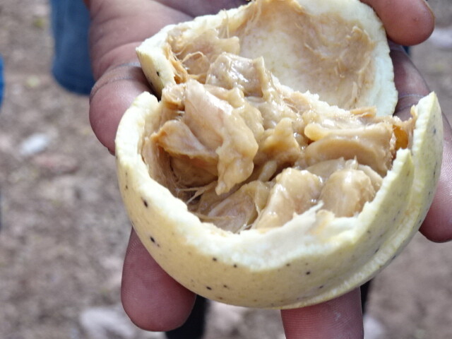 酸っぱい