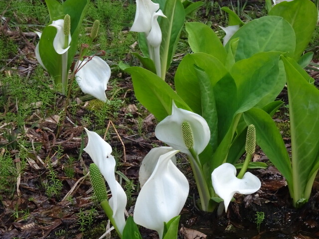 水芭蕉が