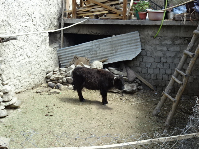 たいてい牛が飼われている