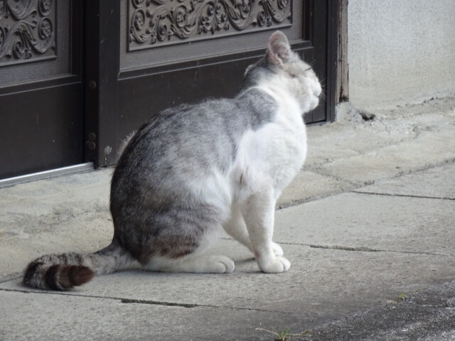 耳を掻く猫