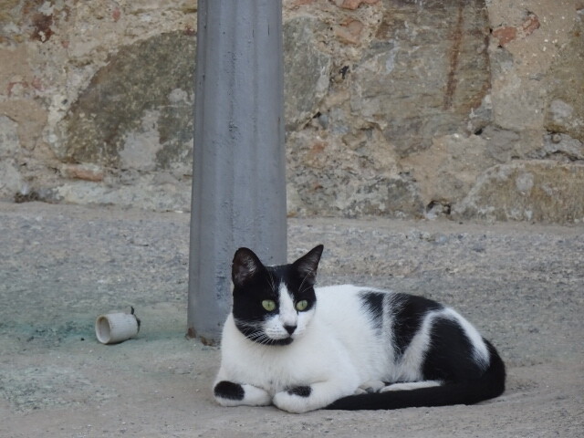 好きなもの 猫と旅と 好きなもの 猫と旅と