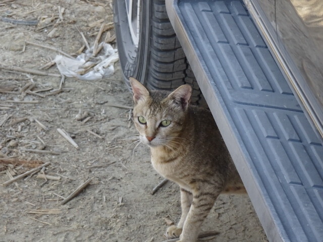 漁港の猫