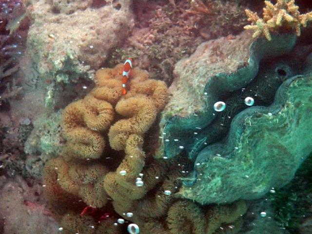 シャコガイとサンゴとクマノミ