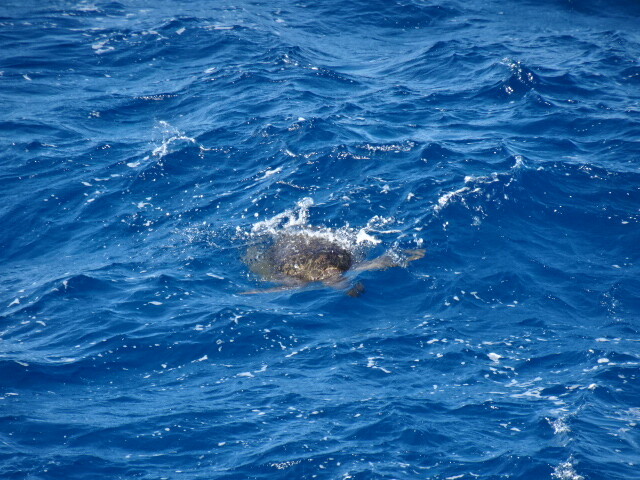 浮かぶウミガメ