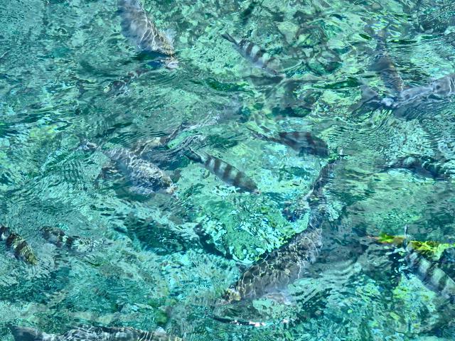 海中公園
