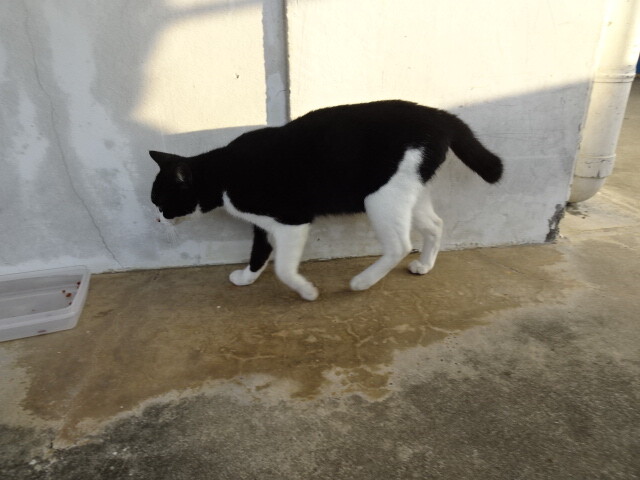 久高島の猫 (1)