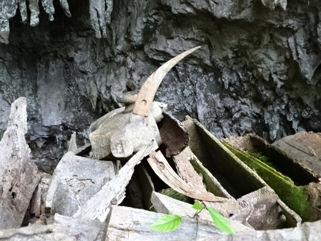 水牛の形