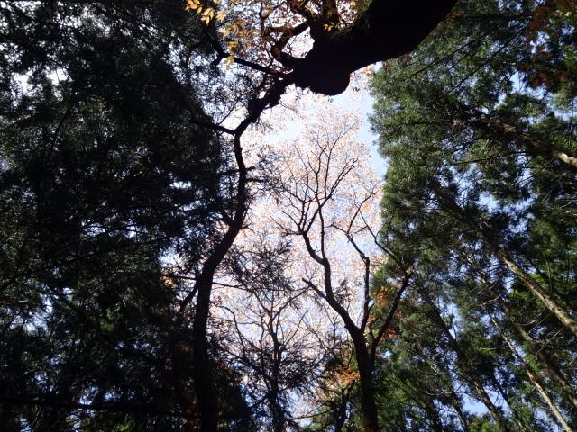 イメージ 8