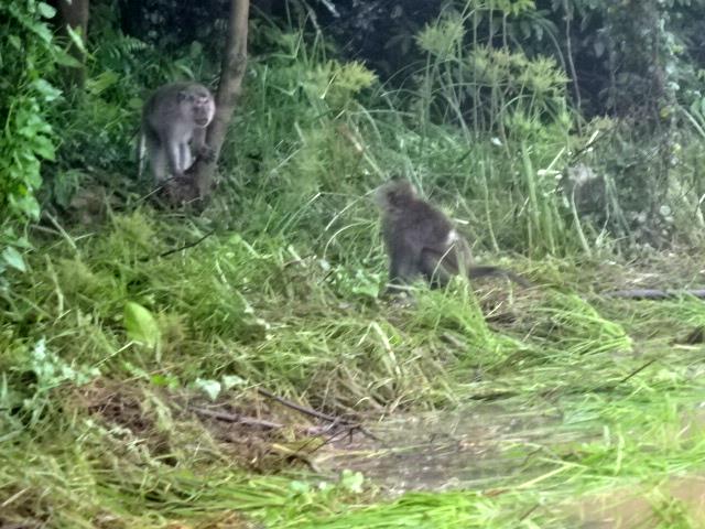 地面に降りてきたカニクイ