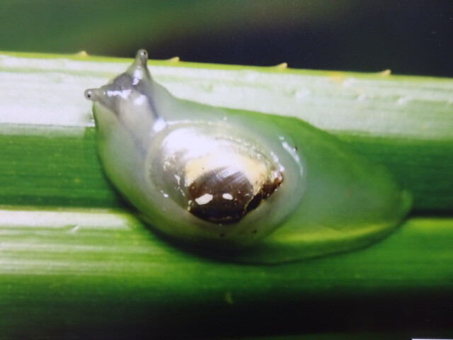 ナメクジの様なカタツムリ
