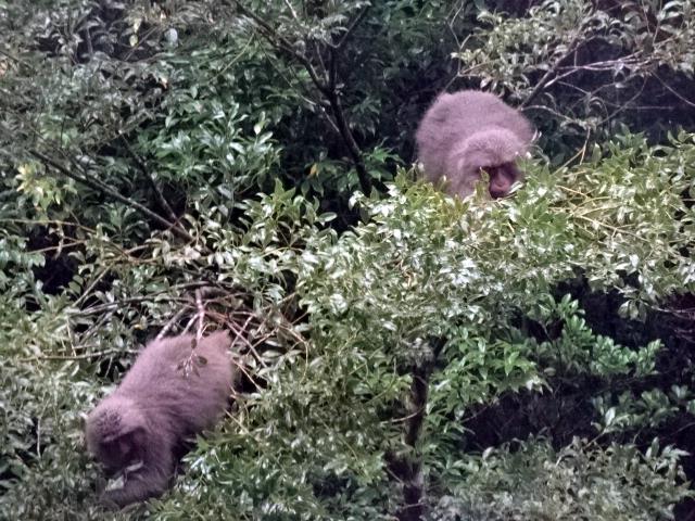 食事をするさル