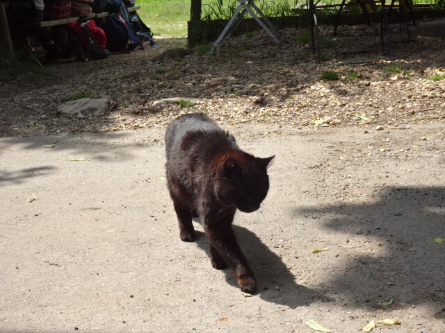 ボス猫 (3)