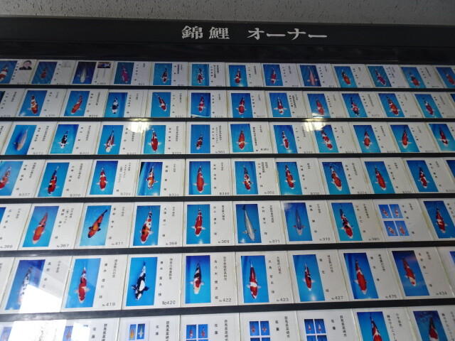 錦鯉のオーナー表