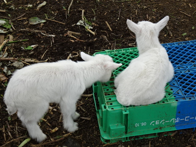 子ヤギたち