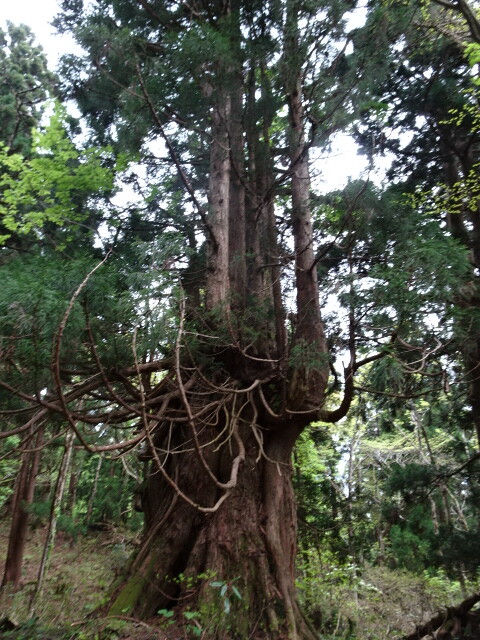 金剛杉 (3)