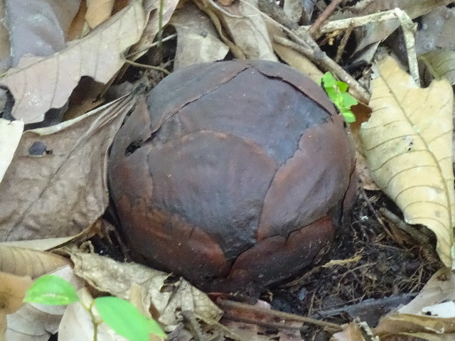 砲丸の様な蕾