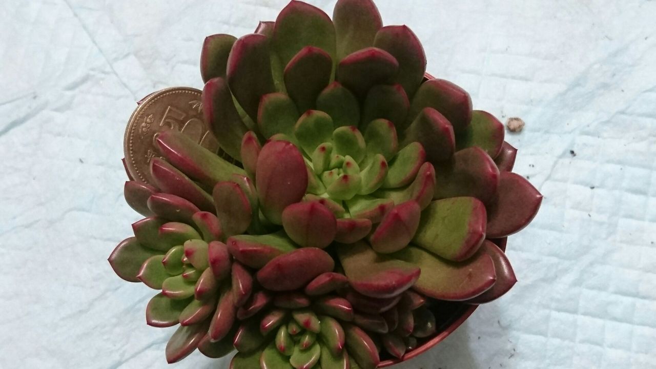 1日 多肉植物 パキベリア ピンクルルビー 特大子付 10点限り 葉挿しの場所 Takechico Com 多肉植物専門 のblog 1日 多肉植物 パキベリア ピンクルルビー 特大子付 10点限り 葉挿しの場所 Takechico Com 多肉植物専門 のblog