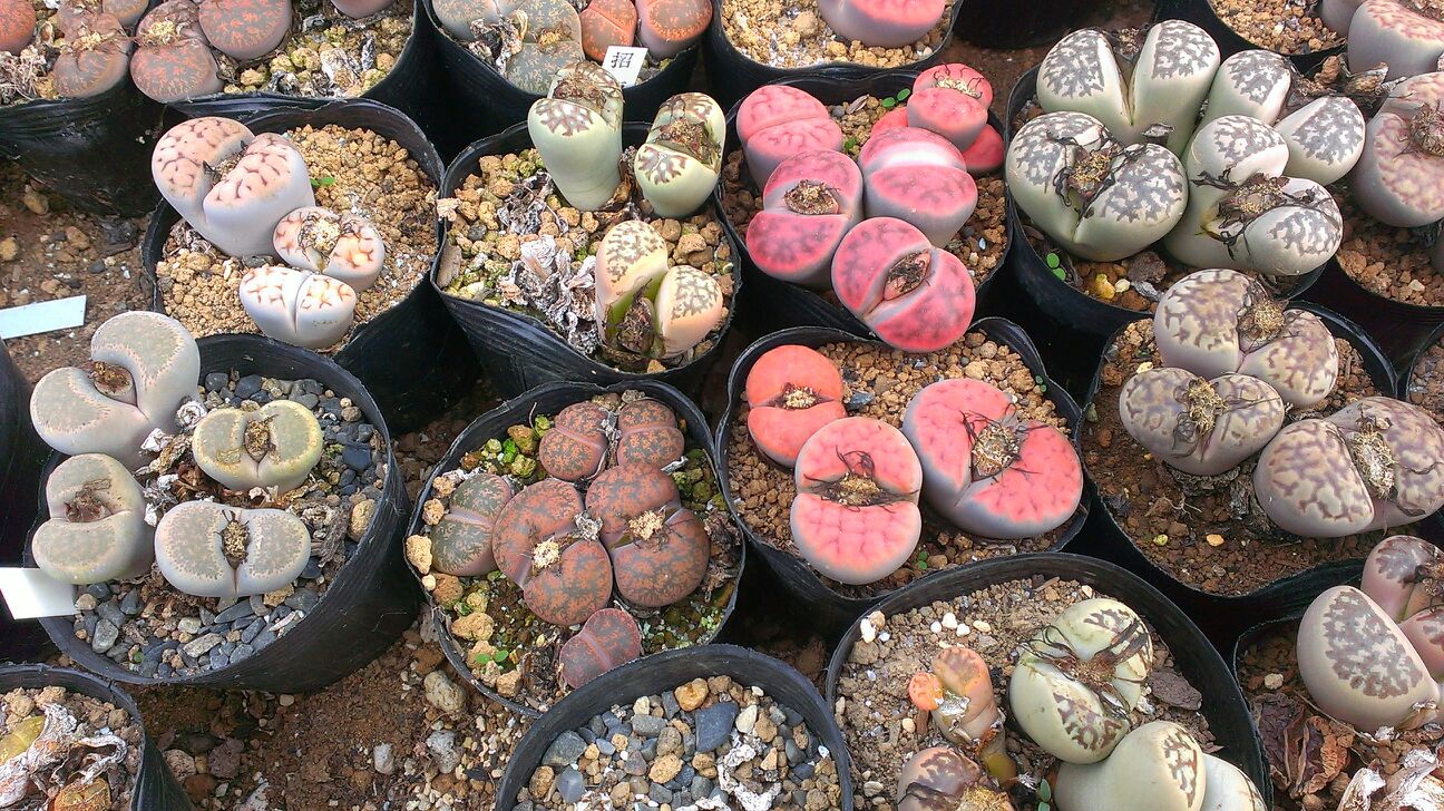 Takechico Com 多肉植物専門 のblog