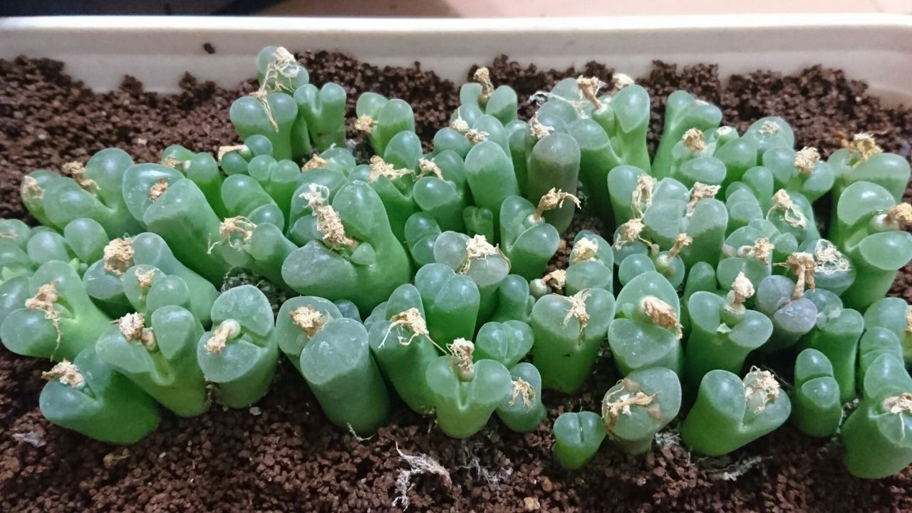 多肉植物 メセン コノフィツム オフタルモ 大型風鈴玉