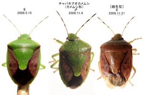 「例年の80倍」カメムシ大量発生中!室内侵入を防げる“意外な方法” : 京都 VSOP の思い出 (戦国武将・birth GPS Math編)
