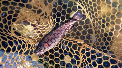 DSC_0000_BURST20211009125805487