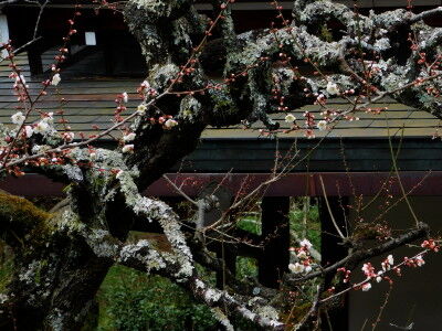 DSCN0963_1 b