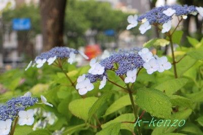 IMG_1028.jpg b-20180524