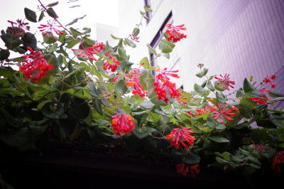 DSC00499 - コピー