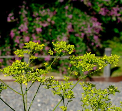 DSCF1226s