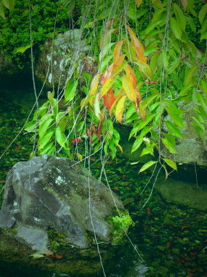 IMGP1272
