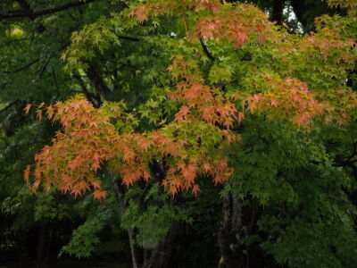 PA070222