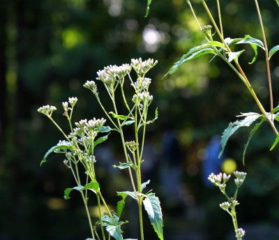 DSCF1817.jpg v