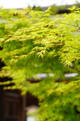 DSC04136