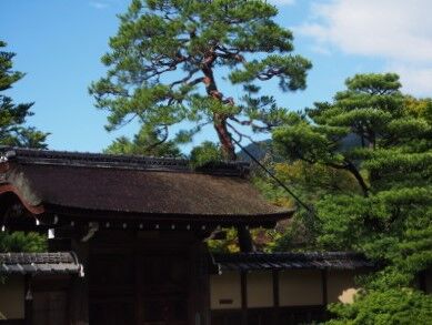 P8180158 (2)