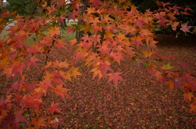 DSC_1005_400