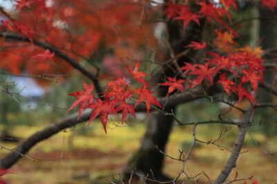 IMG_2999r
