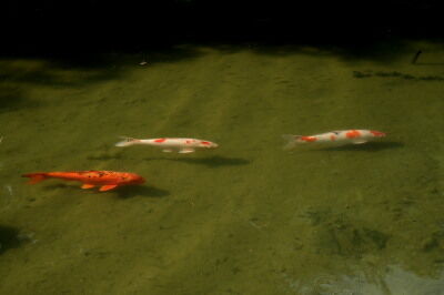 DSCF1386a