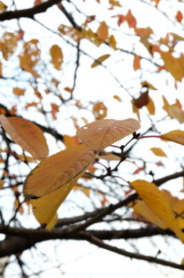 DSCF4404e