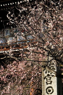 555A4783 v - コピー - コピー