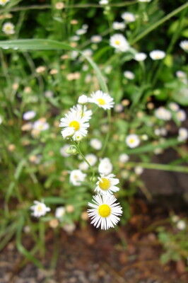 DSC00139