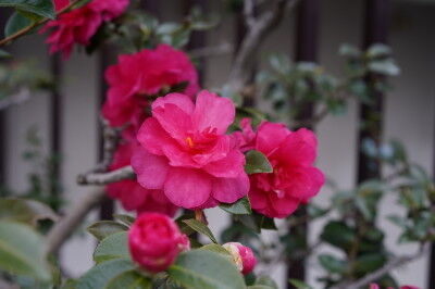 DSC01374_1