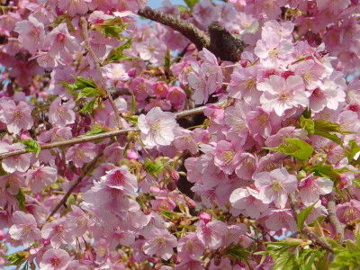 IMGP8584