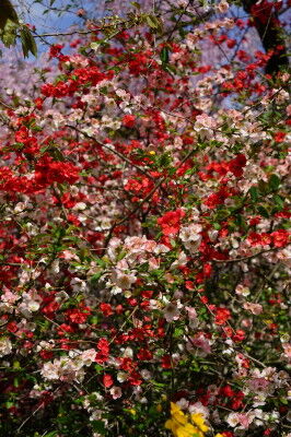 DSC06026