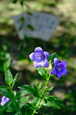 DSCF1050a